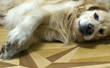 hund