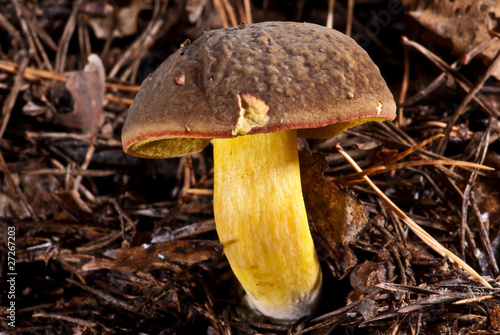 Photo: champignons des bois champignons des bois