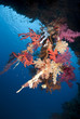 Vibrant and colourful underwater tropical coral reef scene.