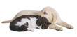 Kitten and a pup together. Kitten and a pup together.
