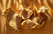 Girolles Girolles