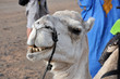 sahara