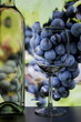 Foto: Vineyard Vineyard