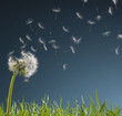 dandelion seeds blowing from stem