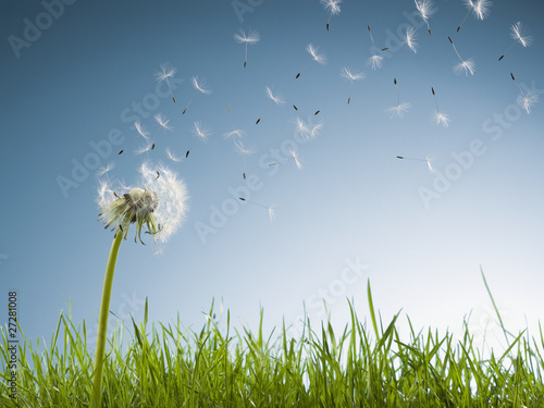 Photo: dandelion seeds blowing from stem dandelion seeds blowing from stem