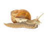 Garden snail