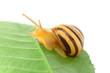 Garden snail