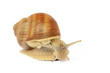 Garden snail