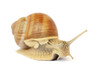 Garden snail