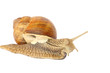 Garden snail