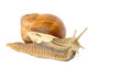 Garden snail