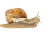 Garden snail