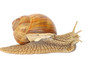 Garden snail