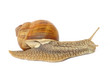 Garden snail