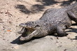 Photo: Krokodil in Nahaufnahme Krokodil in Nahaufnahme
