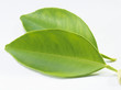 Feuilles de citronnier Feuilles de citronnier