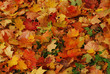 Autumn ground