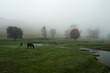 Horses Grazing