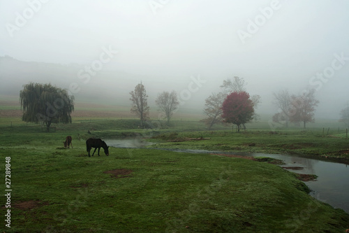Photo: Horses Grazing Horses Grazing