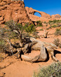 Dead Tree and Skyline Arch