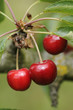 Cerises sur l'arbre