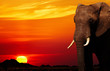 Photo: African elephant at sunset African elephant at sunset