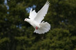 White dove flying