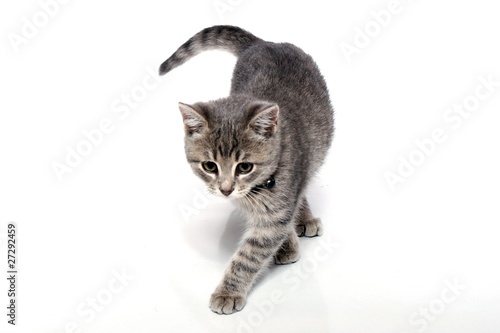Photo: Kleine Katze schleicht Kleine Katze schleicht