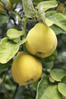 Coings sur l'arbre