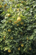 Coings sur l'arbre