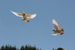 Two pigeons in flight