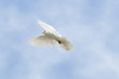 White dove flying