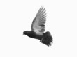 Grey pigeon in flight Grey pigeon in flight