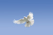 White dove flying