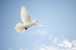 White dove flying