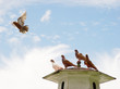 Brown pigeon flying away