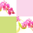 Foto: Orchid with copy space Orchid with copy space