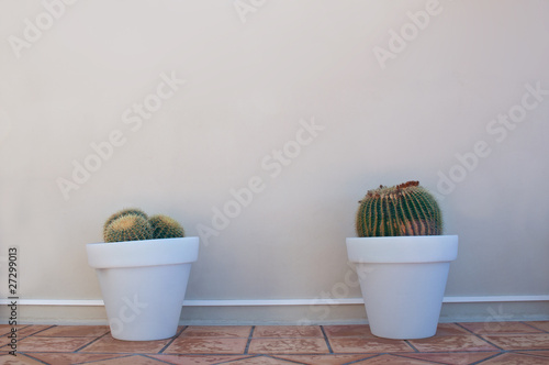 Photo: Two cactuses Two cactuses