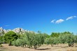 OLIVERAIE DANS LES ALPILLES
