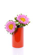 two pink Anjer daisies in an orange little vase isolated over wh