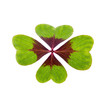 a green lucky clover isolated on white background