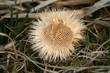 Silberdistel
