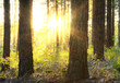 sunset woods