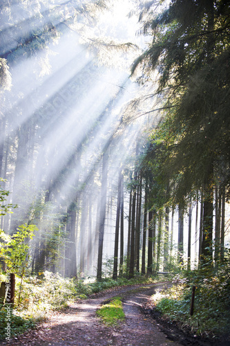 Foto: Wald mit Sonnenstrahlen Wald mit Sonnenstrahlen