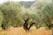 Olivenbaum - Plantage auf Kreta