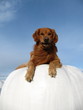 Golden Retriever - liegend