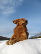 Golden Retriever im Wind