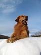 Golden Retriever-Portrait