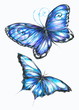 Blue butterflies