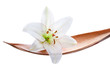 Lily flower on a coco leaf, isolated on white Lily flower on a coco leaf, isolated on white